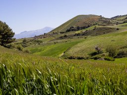 Itinerari &raquo; itinerario Castello di Calatamauro Pomo